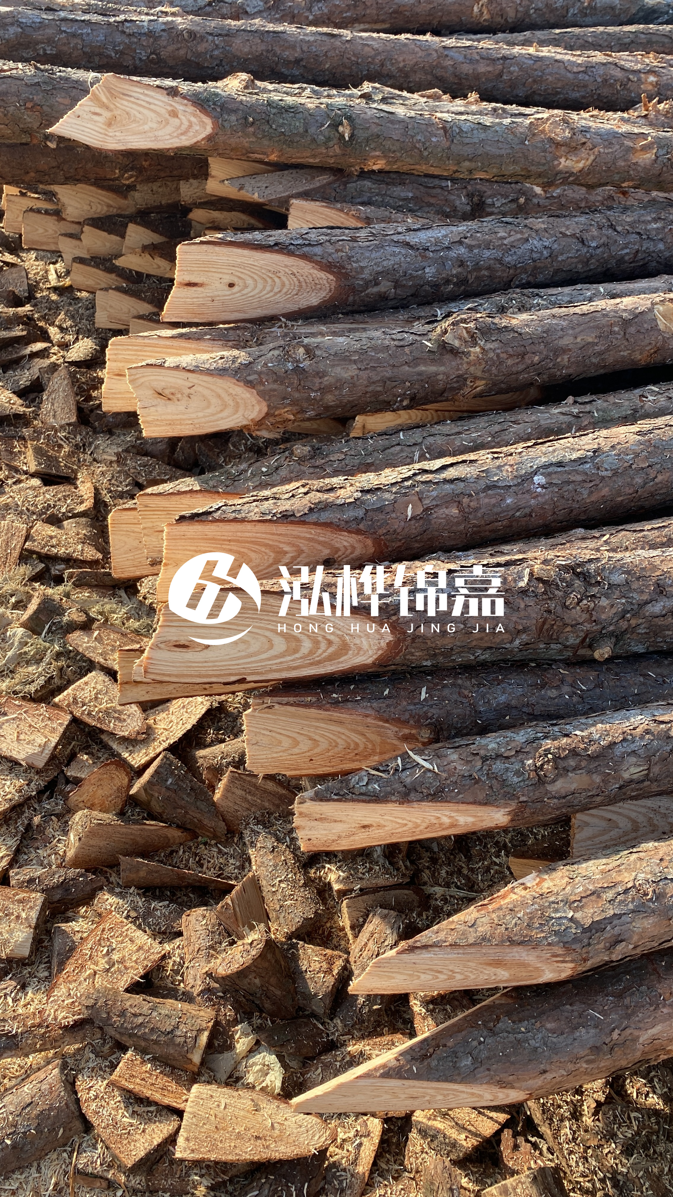 松木樁怎么分辨好壞？學(xué)會這幾招，輕松分辨松木樁好壞不踩雷！